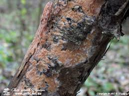 Attēlu rezultāti vaicājumam “Ceriporiopsis resinascens”