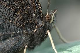 Attēlu rezultāti vaicājumam “Nymphalis antiopa upperside”