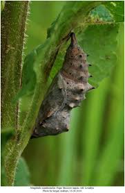 Attēlu rezultāti vaicājumam “Nymphalis xanthomelas pupa”