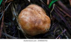 Attēlu rezultāti vaicājumam “Rhizopogon luteolus”