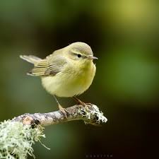 Attēlu rezultāti vaicājumam “Phylloscopus trochilus”