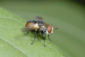 Attēlu rezultāti vaicājumam “Gymnosoma sp.”