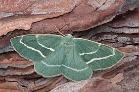 Attēlu rezultāti vaicājumam “Hylaea fasciaria”