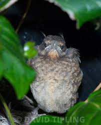 Attēlu rezultāti vaicājumam “Phylloscopus trochilus nest”