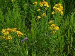 Image result for Hypericum perforatum