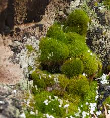 Attēlu rezultāti vaicājumam “Acrocarpous mosses”