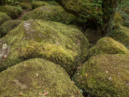 Attēlu rezultāti vaicājumam “Climacium dendroides sporophyte”