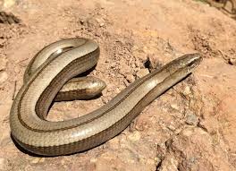 Attēlu rezultāti vaicājumam “Anguis fragilis”