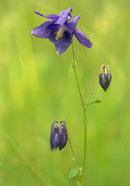Attēlu rezultāti vaicājumam “Aquilegia vulgaris”