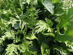 Attēlu rezultāti vaicājumam “Armoracia rusticana leaf”