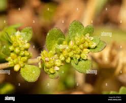 Attēlu rezultāti vaicājumam “Herniaria glabra flower”