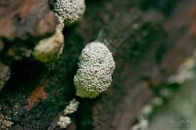 Attēlu rezultāti vaicājumam “Physarum murinum macro”