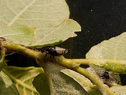 Attēlu rezultāti vaicājumam “Aphrophora salicina”