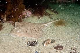 Image result for Leucoraja ocellata