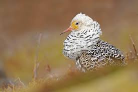 Attēlu rezultāti vaicājumam “Philomachus pugnax adult”