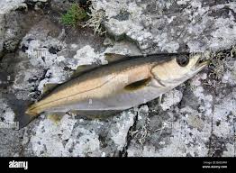 Image result for Pollachius pollachius