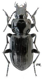 Attēlu rezultāti vaicājumam “Pterostichus aterrimus”