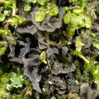 Attēlu rezultāti vaicājumam “Collema flaccidum”