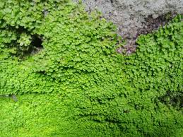 Attēlu rezultāti vaicājumam “Isothecium alopecuroides sporophyte”