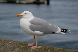 Image result for Wigan Seagulls