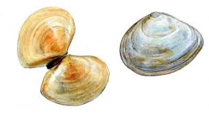 Attēlu rezultāti vaicājumam “Macoma baltica”