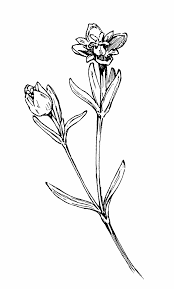 Attēlu rezultāti vaicājumam “Sagina procumbens fruit”