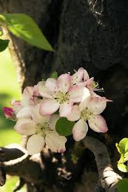 Attēlu rezultāti vaicājumam “Malus domestica flower”