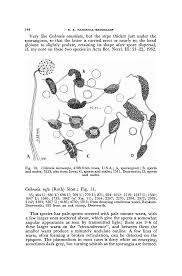 Attēlu rezultāti vaicājumam “Cribraria argillacea spores”
