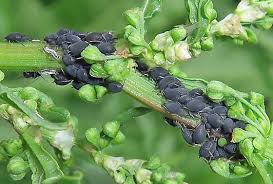 Attēlu rezultāti vaicājumam “Aphodius sp. imago”