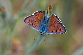 Attēlu rezultāti vaicājumam “Lycaena alciphron male”