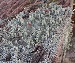 Attēlu rezultāti vaicājumam “Cladonia ochrochlora”