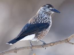 Attēlu rezultāti vaicājumam “Nucifraga caryocatactes adult”