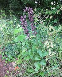 Attēlu rezultāti vaicājumam “Epipactis helleborine flower”