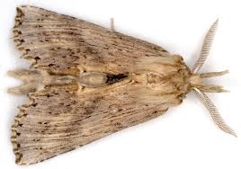 Attēlu rezultāti vaicājumam “Pterostoma palpina”