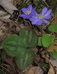 Attēlu rezultāti vaicājumam “Hepatica nobilis”
