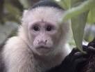 face of monkey