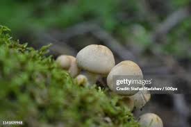 Attēlu rezultāti vaicājumam “Lycogala cf. oleocrystalliferum macro”