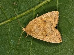 Attēlu rezultāti vaicājumam “Cosmia trapezina”