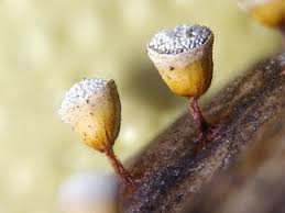 Attēlu rezultāti vaicājumam “Craterium minutum stalked”