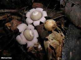 Attēlu rezultāti vaicājumam “Geastrum”