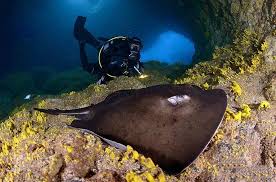 Image result for Canary Divers