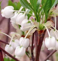 Attēlu rezultāti vaicājumam “Enkianthus chinensis leaf”