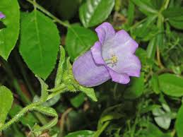 Image result for Campanula medium