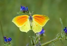 Attēlu rezultāti vaicājumam “Parnassius mnemosyne underside”