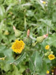 Attēlu rezultāti vaicājumam “Sonchus asper flower”