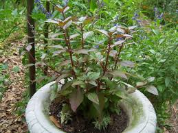 Attēlu rezultāti vaicājumam “Amaranthaceae”