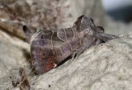 Attēlu rezultāti vaicājumam “Clostera pigra”