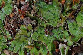 Attēlu rezultāti vaicājumam “Peltigera leucophlebia”