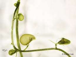 Attēlu rezultāti vaicājumam “Utricularia intermedia bud”