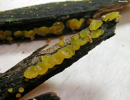 Attēlu rezultāti vaicājumam “Dacrymyces stillatus”